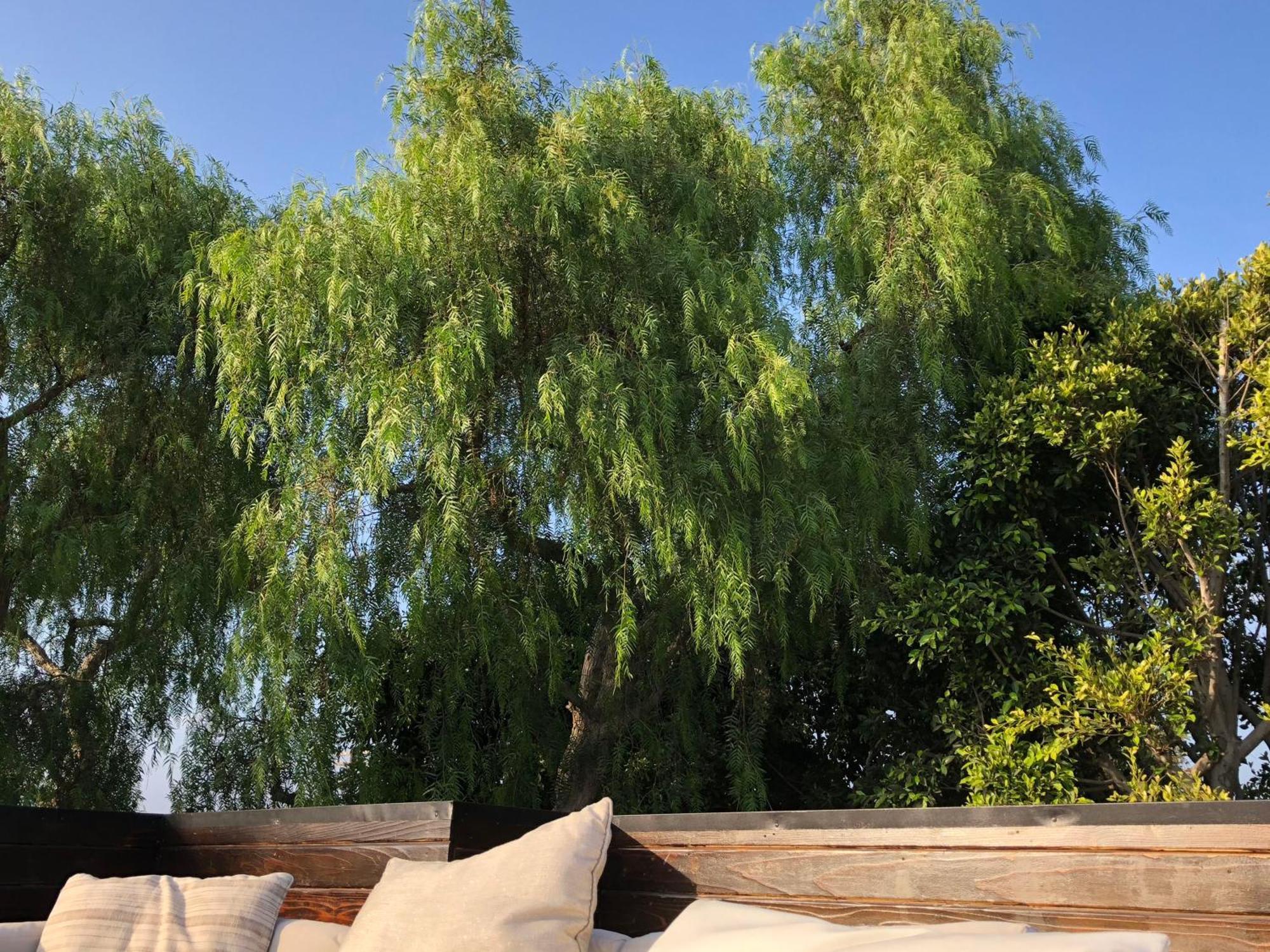 Venice Beach Studio With Large Private Patio Steps To The Beach Los Angeles Bagian luar foto